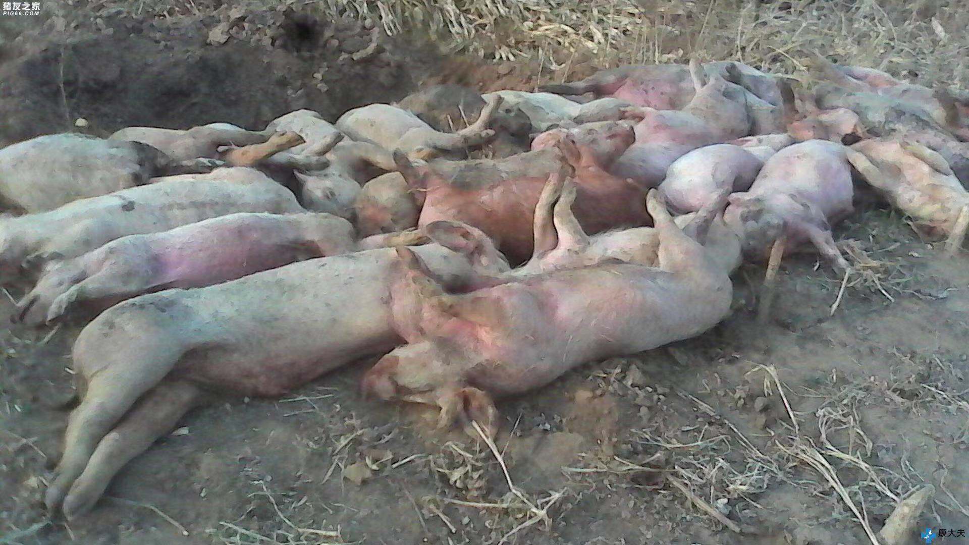 泽州发现非洲猪瘟 县政府发布疫区封锁令