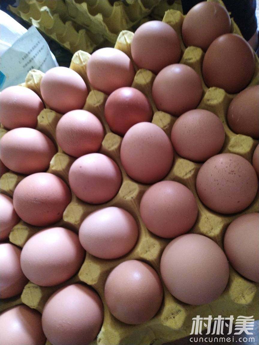 养殖场新鲜鸡蛋