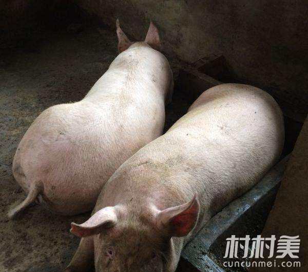 出售三百斤以上的猪