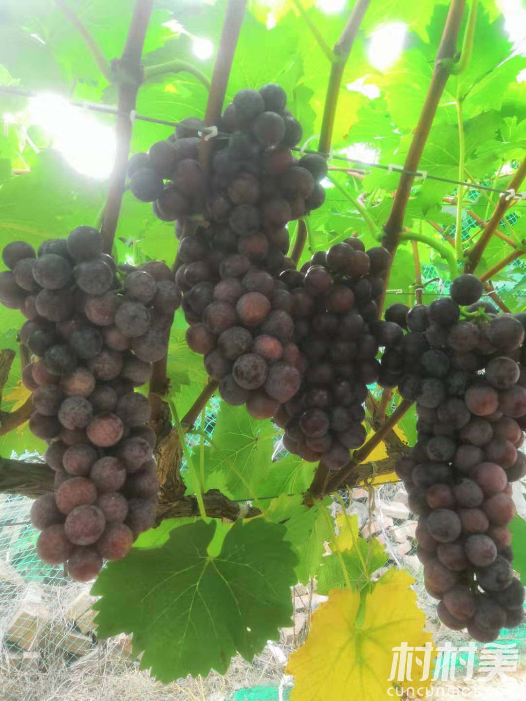 自家种植的葡萄