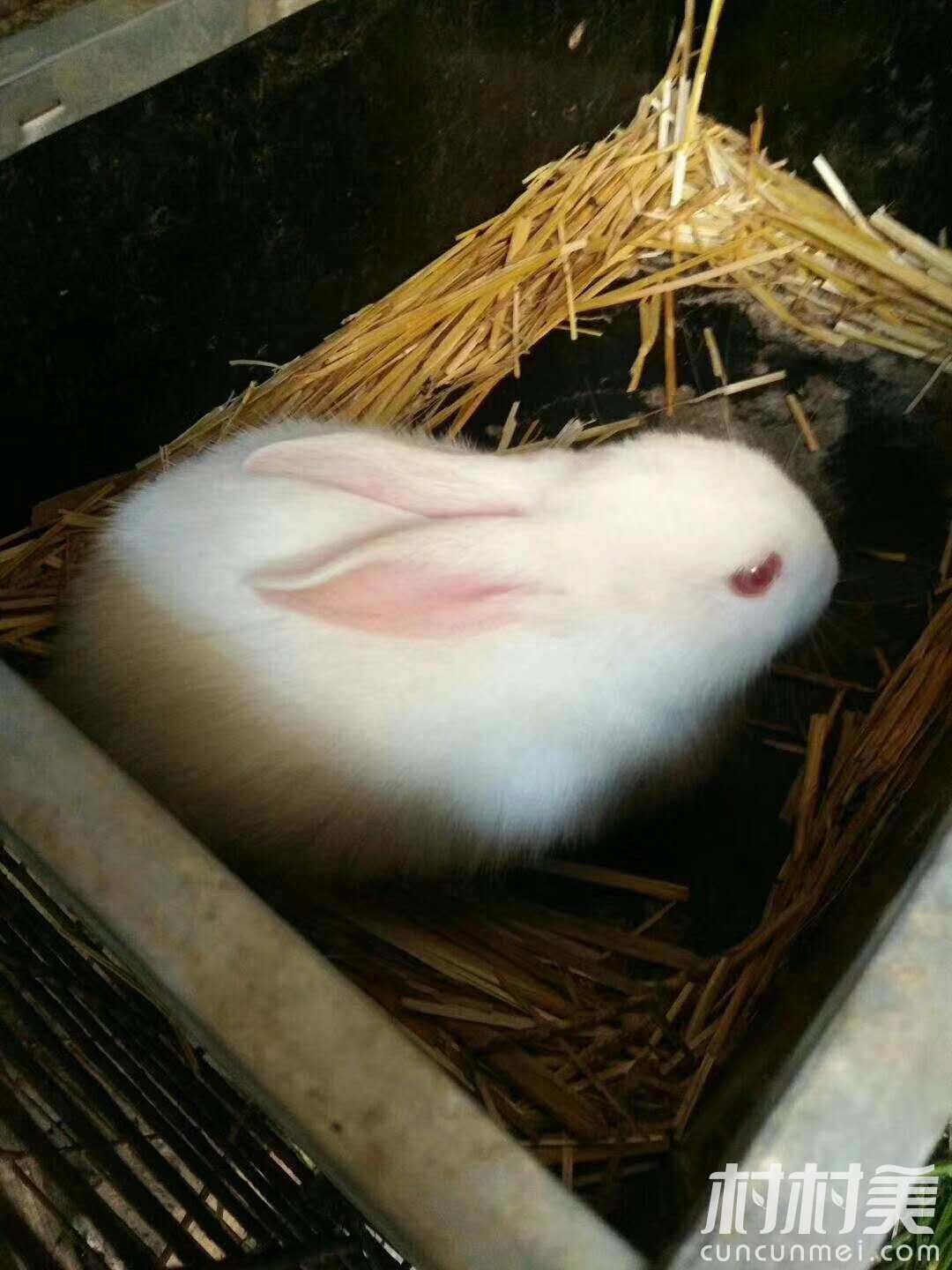 出售一两个月的小白兔