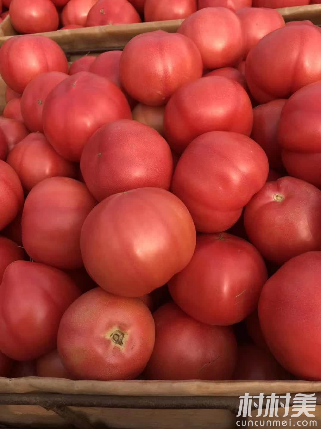 自家大棚种的西红柿，无公害