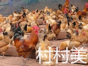 东会禽业 常年面向全国供应优质鸡苗