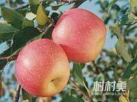 富士苹果