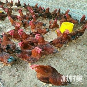 畜禽水产]散养九斤红公鸡，