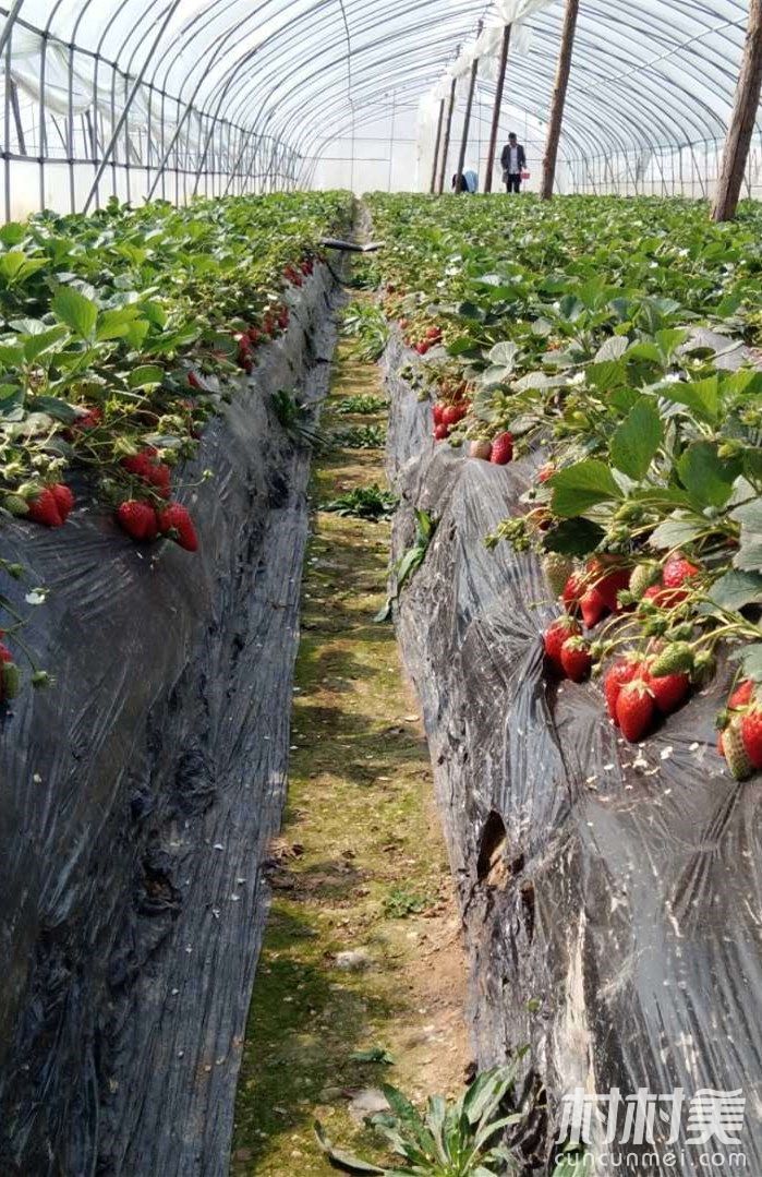 [土特产]谷熟集东头，草莓园自采园，欢迎大家来采购。