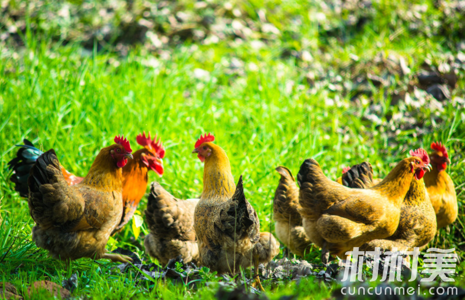 葡萄园里养鸡，生态种养收入好