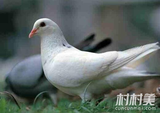 海南海口三江镇抱团养鸽实现帮扶“双赢”