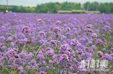 紫海芳庭薰衣草
