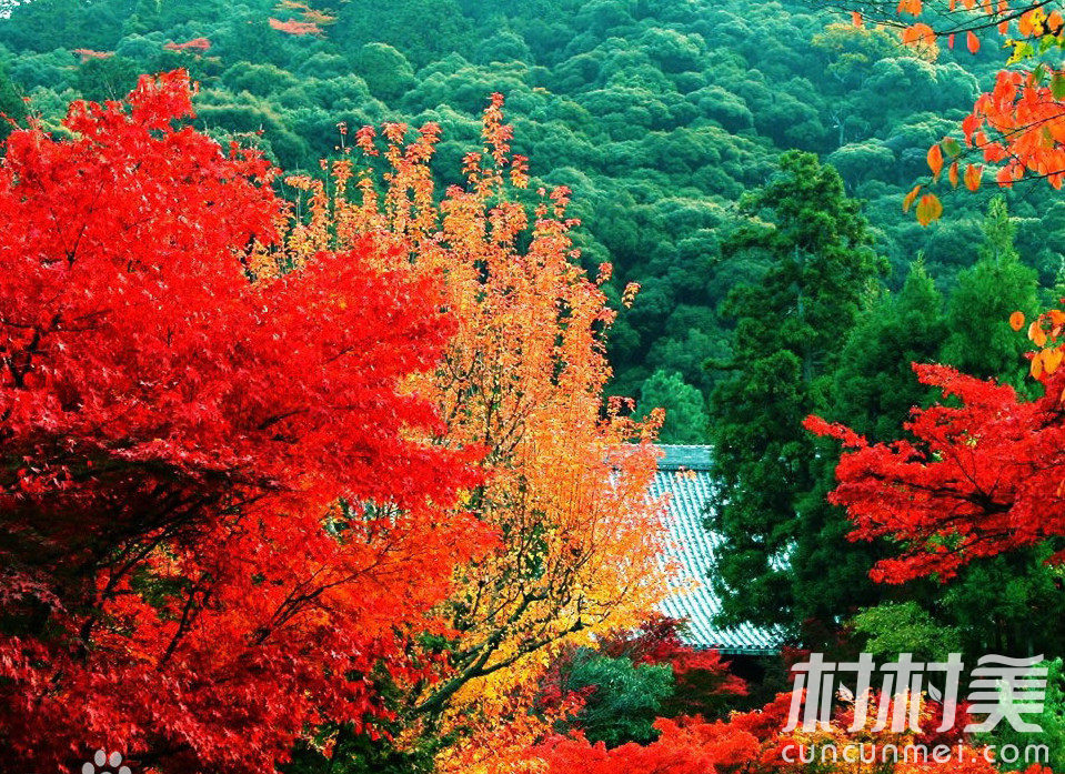 搜 索 222 分享 收藏 概述 凤山森林公园,位于安徽省萧县