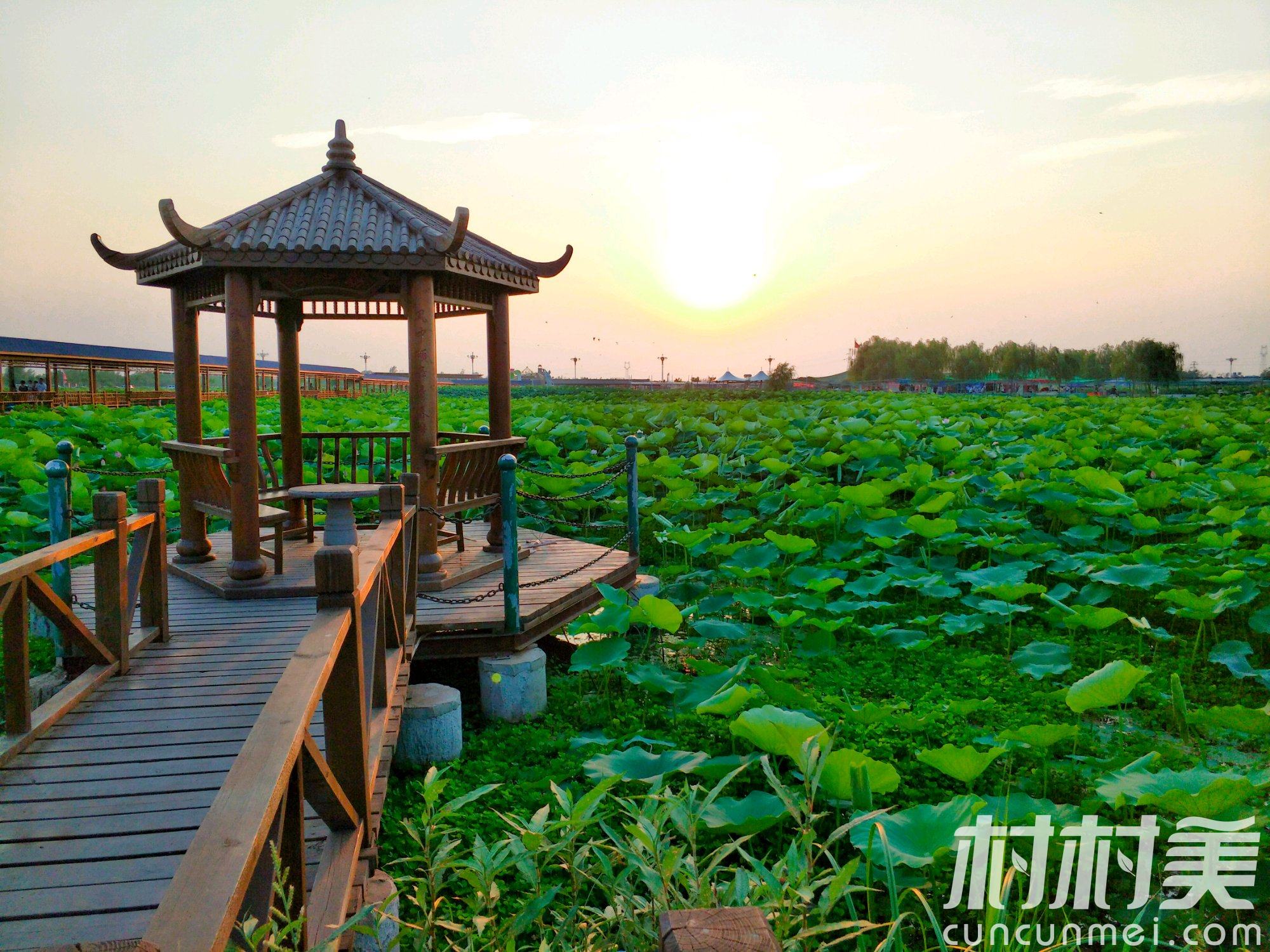 荷你同行——江城十大经典赏荷线路Enjoy Your Stay in Wuhan with the Lotus — Top Ten Lotus Appreciation Routes in Wuhan