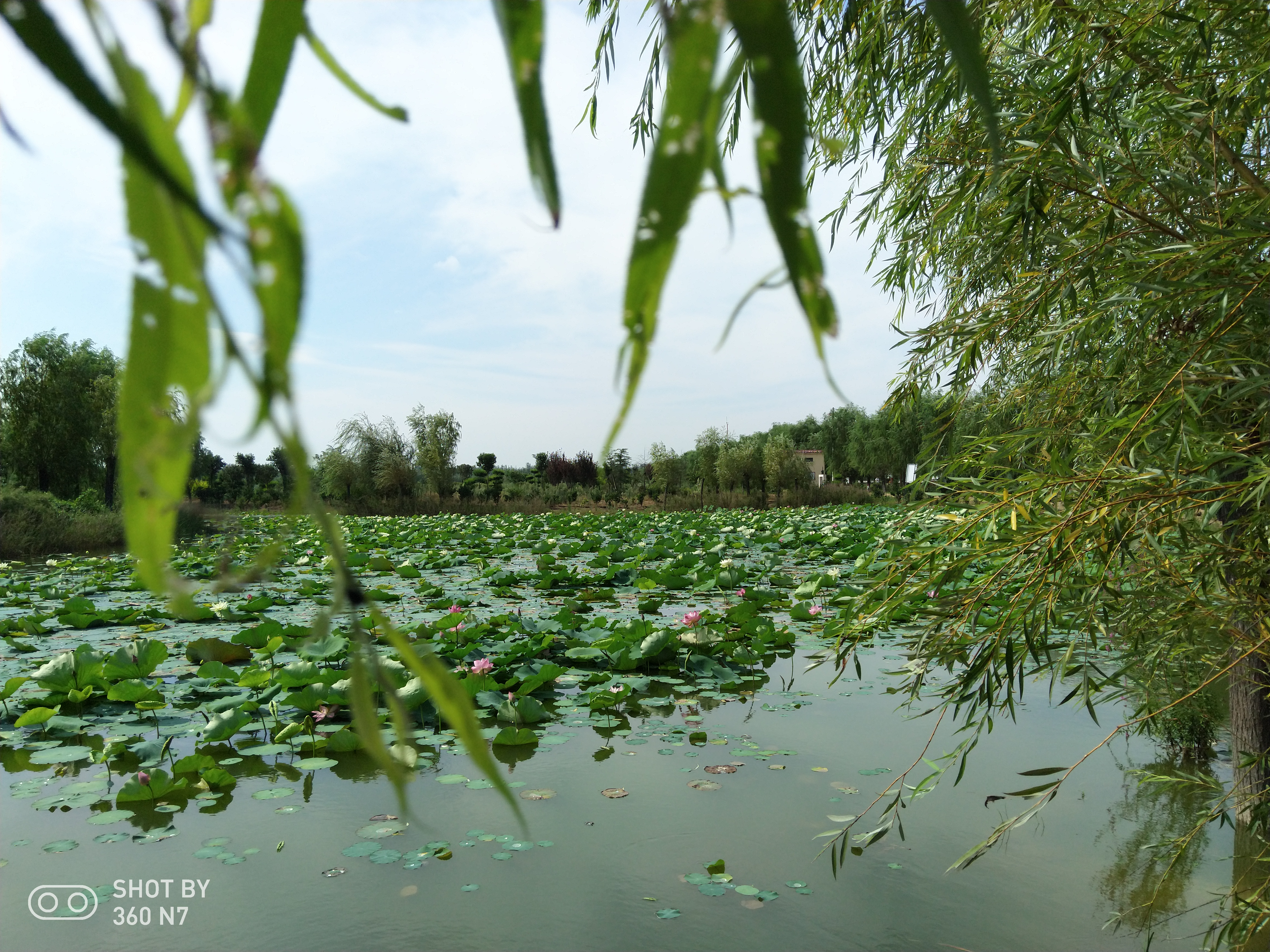 陈桥镇 湿地公园